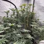 My 5x5 setup grow