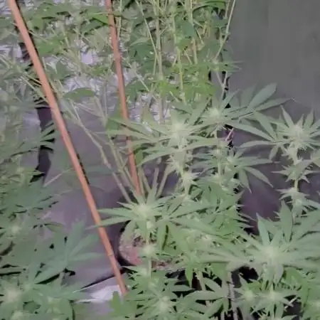 My 5x5 setup grow