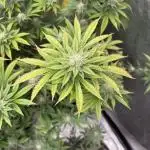My 5x5 setup grow