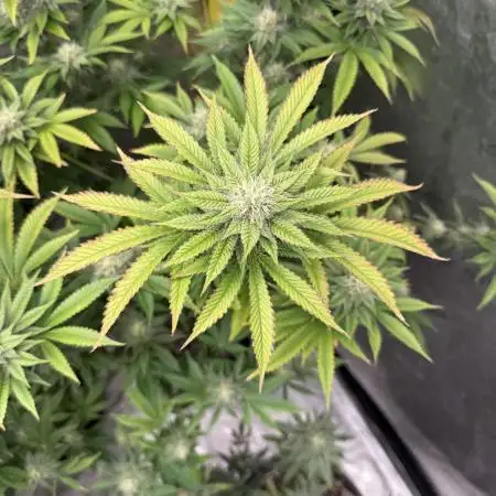 My 5x5 setup grow