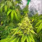 GG4 Sherbet Fast Flower