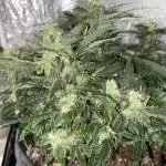 First Grow
