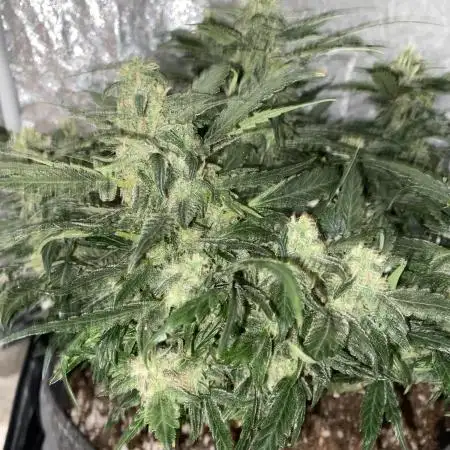 First Grow
