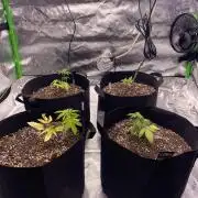 Grow #2