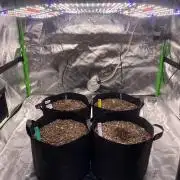 Grow #2