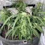 First Grow