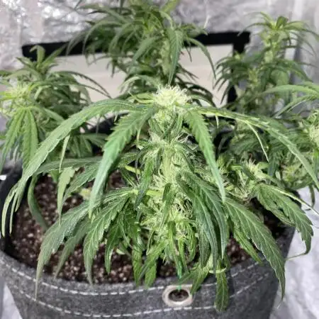 First Grow