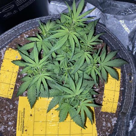 First Grow