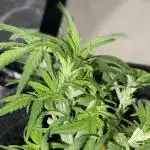 First Grow