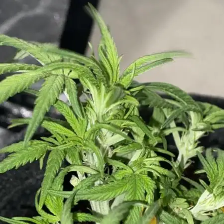 First Grow