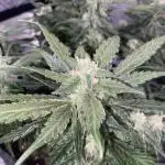First Grow