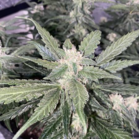 First Grow