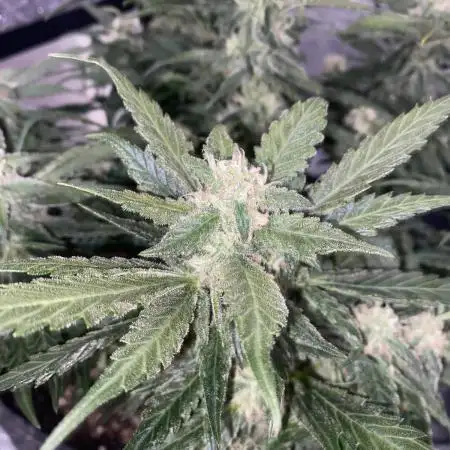 First Grow