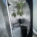 First Grow