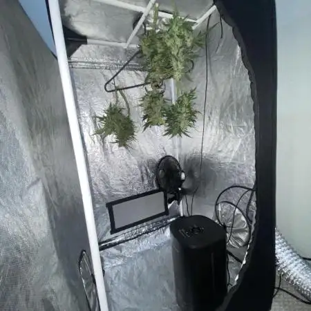 First Grow