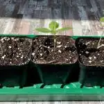 Stelth–Grow im Hochbeet 2025