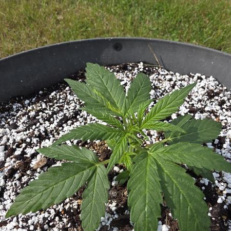 Skywalker OG Autoflower