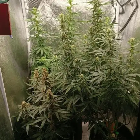 Grow NL Auto #2, Wurlz Auto #1