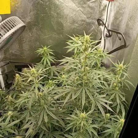 Grow NL Auto #2, Wurlz Auto #1