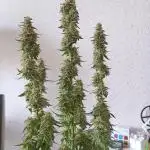 Grow NL Auto #2, Wurlz Auto #1