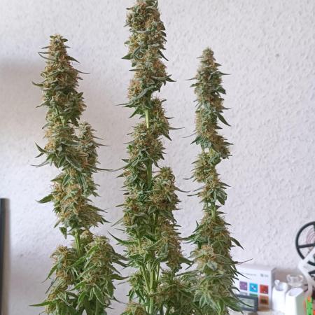 Grow NL Auto #2, Wurlz Auto #1