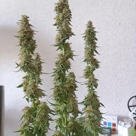 Grow NL Auto #2, Wurlz Auto #1