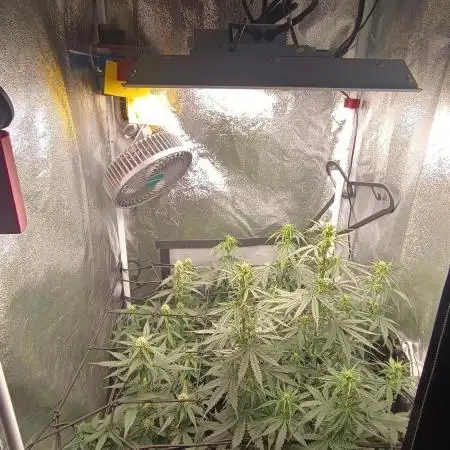Grow NL Auto #2, Wurlz Auto #1