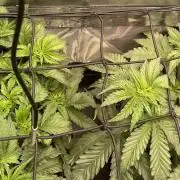 Two Lobsters One Tent