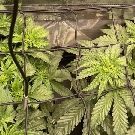 Two Lobsters One Tent