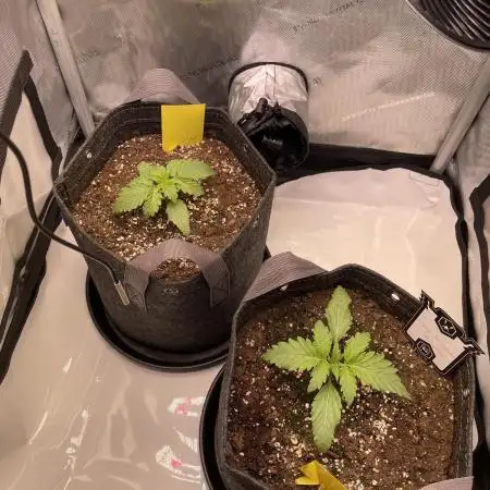 Cherry Gar-See-Ya Grow #1