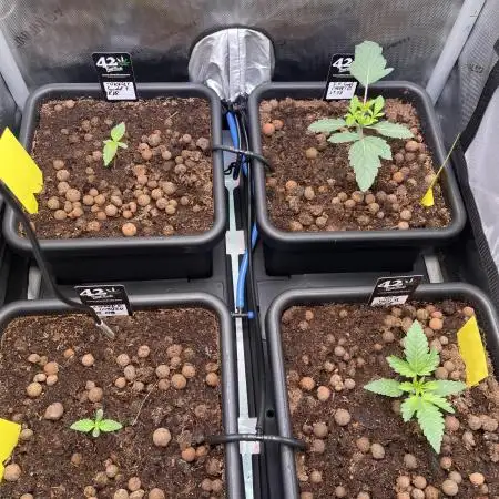 Cali Fruitsalad Grow #2