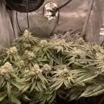 Cali Fruitsalad Grow #2