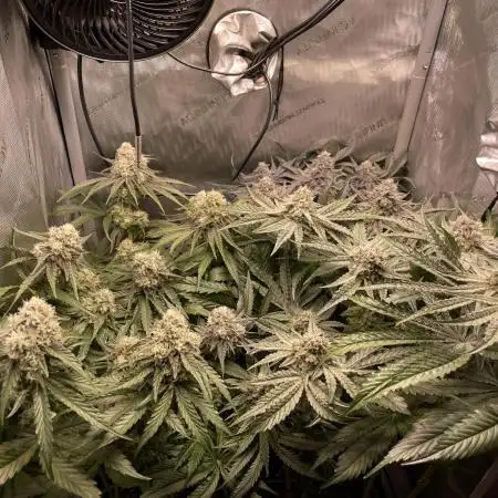 Cali Fruitsalad Grow #2