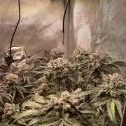 The Devil and his Drink