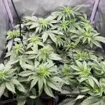Cali Fruitsalad Grow #2