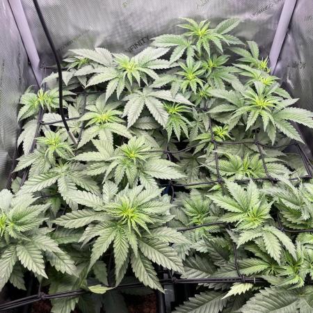 Cali Fruitsalad Grow #2