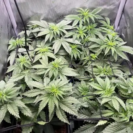 Cali Fruitsalad Grow #2