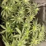 Cali Fruitsalad Grow #2