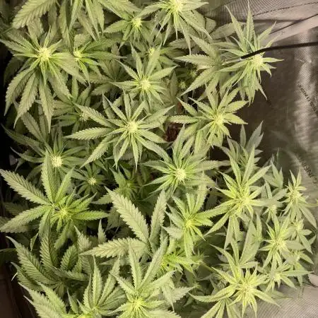 Cali Fruitsalad Grow #2