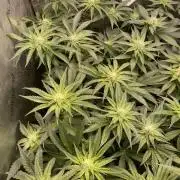 Two Lobsters One Tent