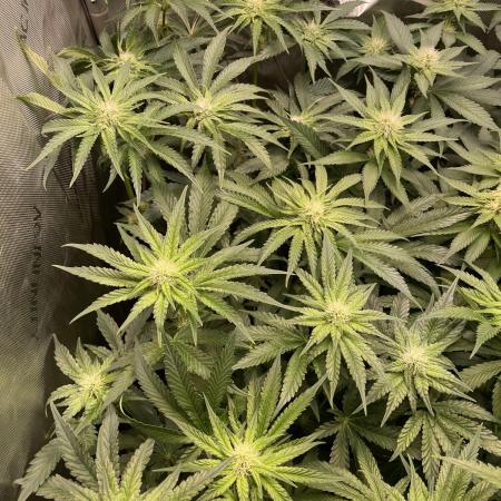 Two Lobsters One Tent