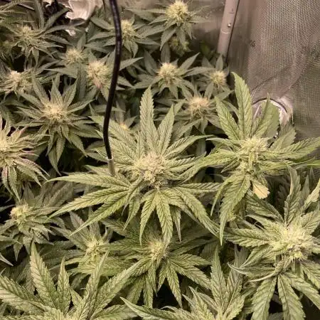 The Devil and his Drink