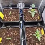 Cali Fruitsalad Grow #2