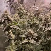 Two Lobsters One Tent