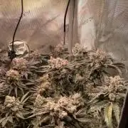 The Devil and his Drink