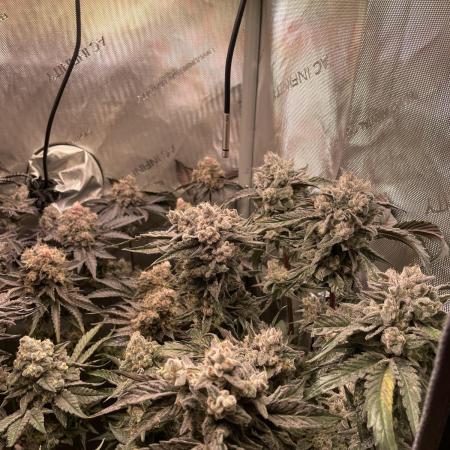 The Devil and his Drink