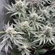 Two Lobsters One Tent