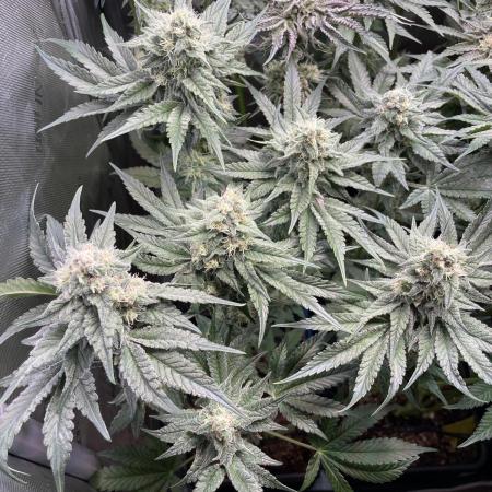 Two Lobsters One Tent