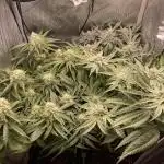 Cali Fruitsalad Grow #2