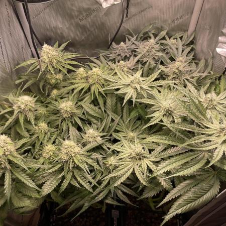 Cali Fruitsalad Grow #2